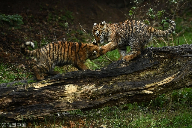 东北虎豹国家公园新添10只小虎崽