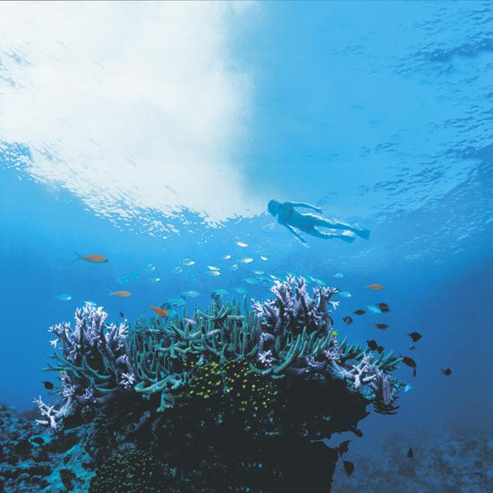 在圣靈群島潛水 圖片來(lái)源:<a href='http://bzdxx.com/aodaliya-lvyou/?from=b-keyword' target='_blank'><em><em><em><em><em>澳大利亞</em></em></em></em></em></a><a href='http://bzdxx.com/kunshilan-lvyou/?from=b-keyword' target='_blank'><em><em><em><em><em>昆士蘭</em></em></em></em></em></a>旅游局