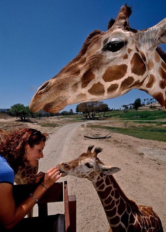 在圣地亚哥野生动物园与长颈鹿亲密接触，图片版权：圣地亚哥旅游局