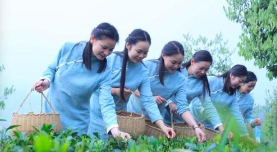 开园采茶
