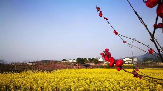 2018查济油菜花马拉松报名启动