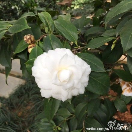 防城港白色山茶花 图:新浪博主/唐<a href='http://travel.sina.com.cn/baise_bama-lvyou/?from=b-keyword' target='_blank'>巴马</a>