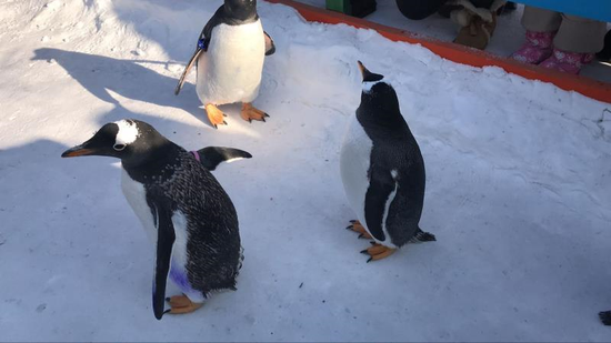 南极企鹅“引吭高歌”