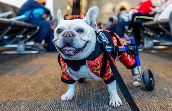 旧金山机场摇尾巴小队欢庆狗年新春 向华人旅