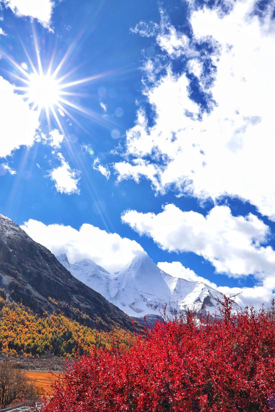 春暖花开 稻城亚丁进入最美赏花季