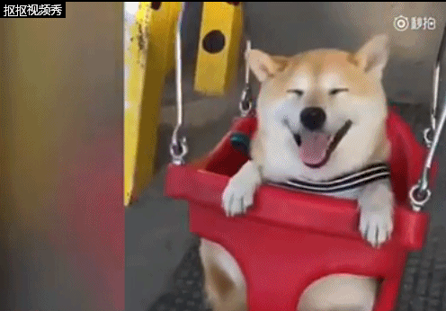 08月30日 10:35 观天下播放:|评论 |分享 治愈系柴犬荡秋千