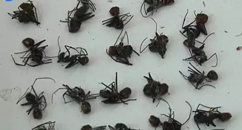 学生海淘巨型蚂蚁当宠物 海关:系外来有害生物
