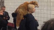 俄罗斯妹子淡定扛狐狸进地铁 周围乘客不为所动
