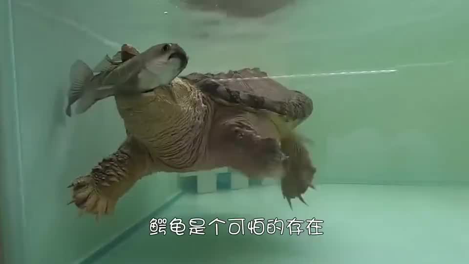 水獭vs鳄龟,咬合力再强,给你撂翻看你咋办!心疼鳄龟了