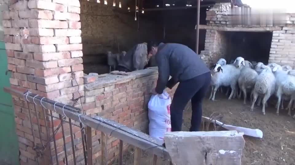 实拍新疆农村杀羊现场,不愧是牧区的老师傅,宰起羊来