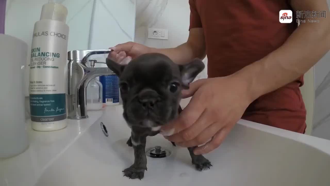 看过斗牛,斗狗,斗鸡,但斗羊你看过吗?