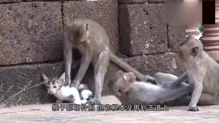 游客给猴子喝酒,没想到猴子一口气喝光,下一秒猴子的表情太逗了