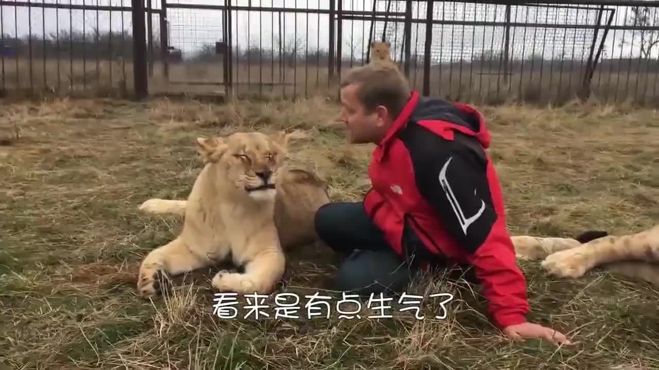 饲养员把一块大镜子放到狮群中,狮子们的表情太搞笑了!