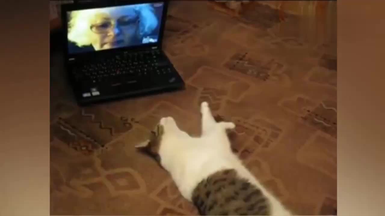 会敲门的喵星人,这猫成精了吧!