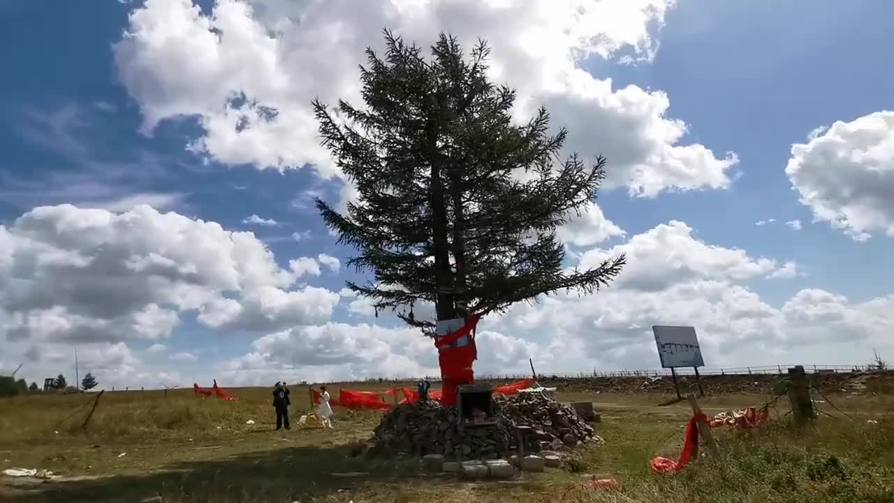 这就是塞罕坝上一棵松,也叫功勋树