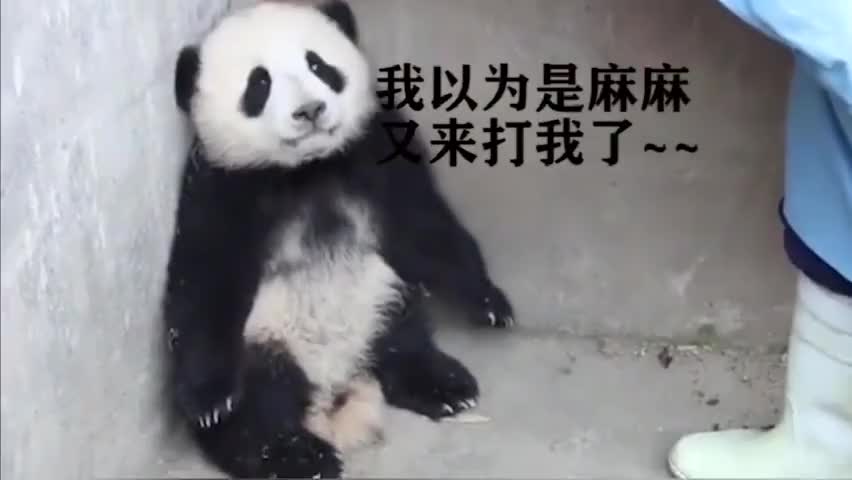 大熊猫打熊猫宝宝,把小团子都打出心理阴影了,当妈可不能这样