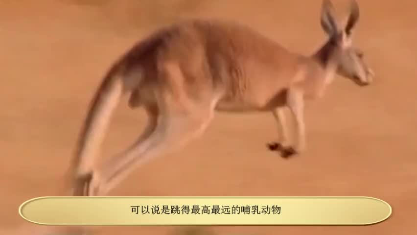 kangaroo rat,evaporative 老鼠中的战斗鼠——袋鼠鼠(kangaroo rat).