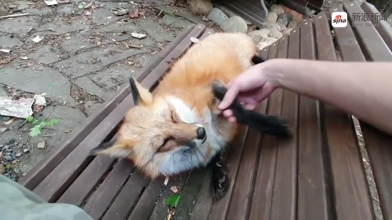 刚出生的小狐狸奶凶奶凶地,主人想摸摸都不行,太可爱