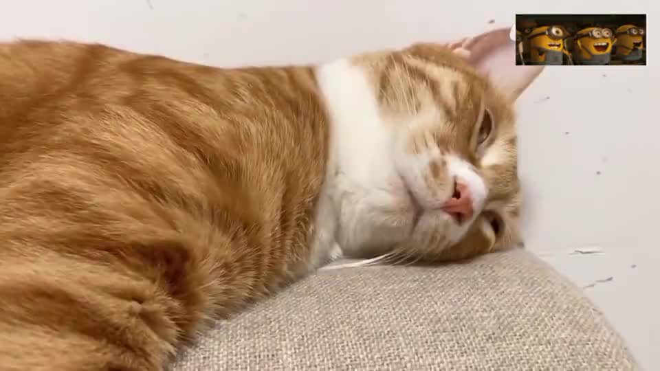 小懒猫睡觉了