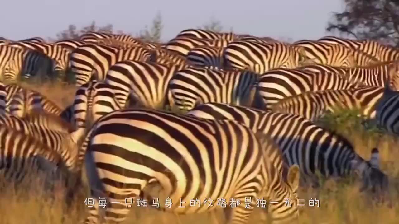 生死命悬一线,突然间机智的斑马反咬狮子,斑马能否一