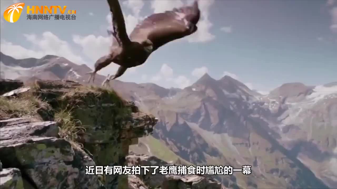 兔子飞天打老鹰的脸,吓懵了围观群众,网友:这是兔子精吧!