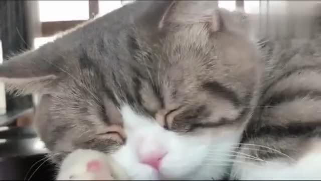 小懒猫睡觉了