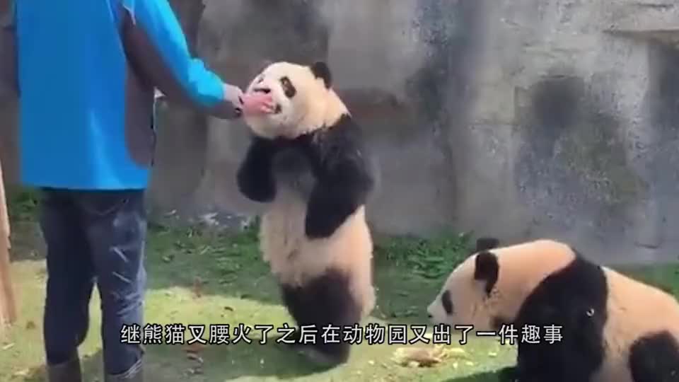 继熊猫叉腰之后,熊猫宝宝求抱抱又火了,镜头记录下全过程