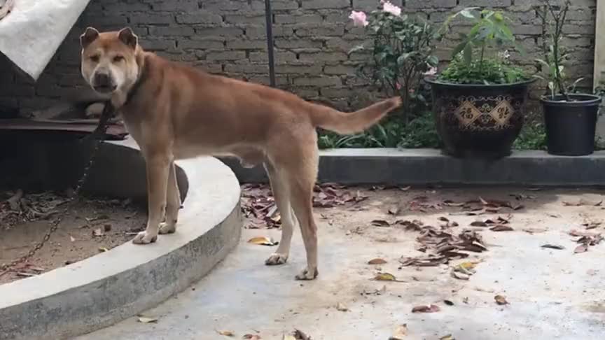 广东土狗鉴赏,这版型沙皮黄狗白面虎头枪尾,又是一条狠角色