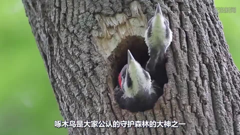 啄木鸟经常在房子周围晃悠,房主砸开墙壁,一堆东西而