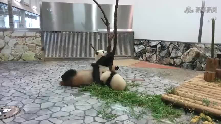 熊猫妈妈暴打熊猫宝宝,史无前例!