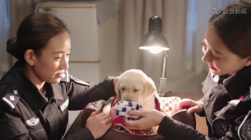 警花与警犬:博士带回小樱桃,警花给它闻姝寒臭拖鞋,太逗了
