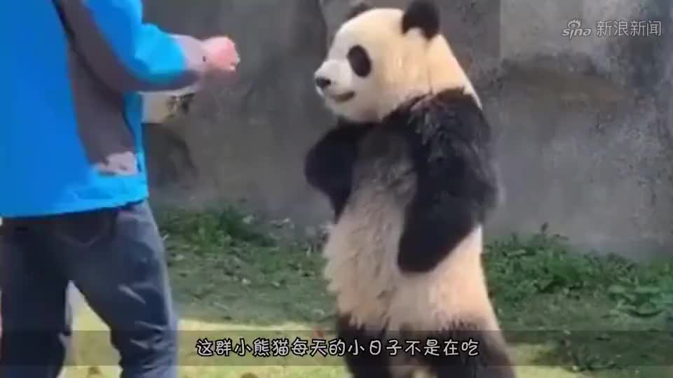 继熊猫叉腰之后,熊猫宝宝求抱抱又火了,网友:谁受得了