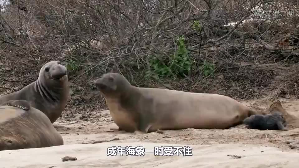 小海象遭成年海象欺负,海象妈妈怒怼回去,母海象:我管你是谁!