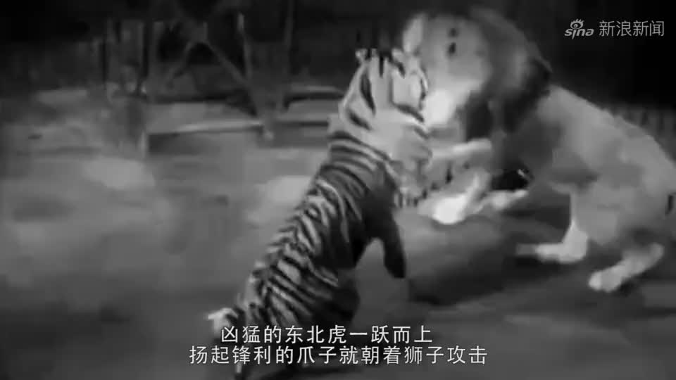800斤巨型东北虎一出场,其他老虎被吓坏,网友:太霸气
