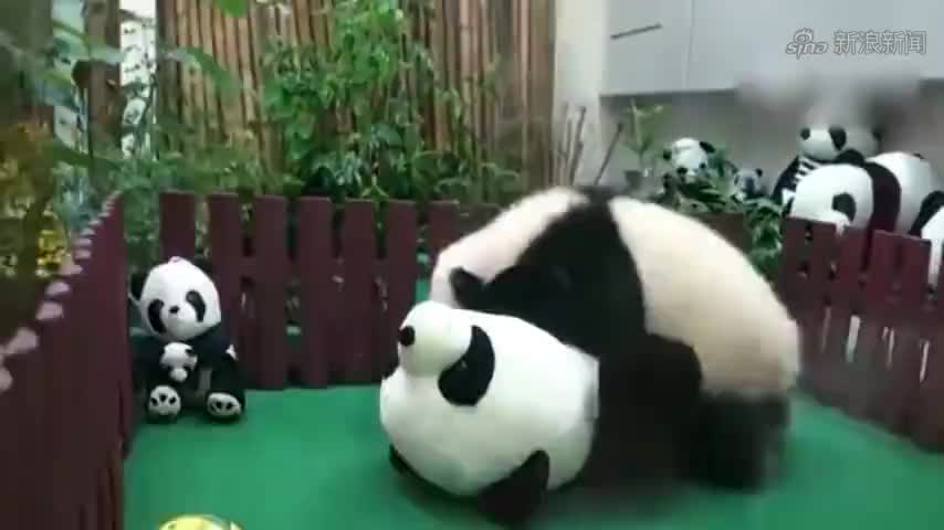 真熊猫宝宝摔打熊猫布偶打假现场,真大熊猫宝宝摔打熊猫布偶