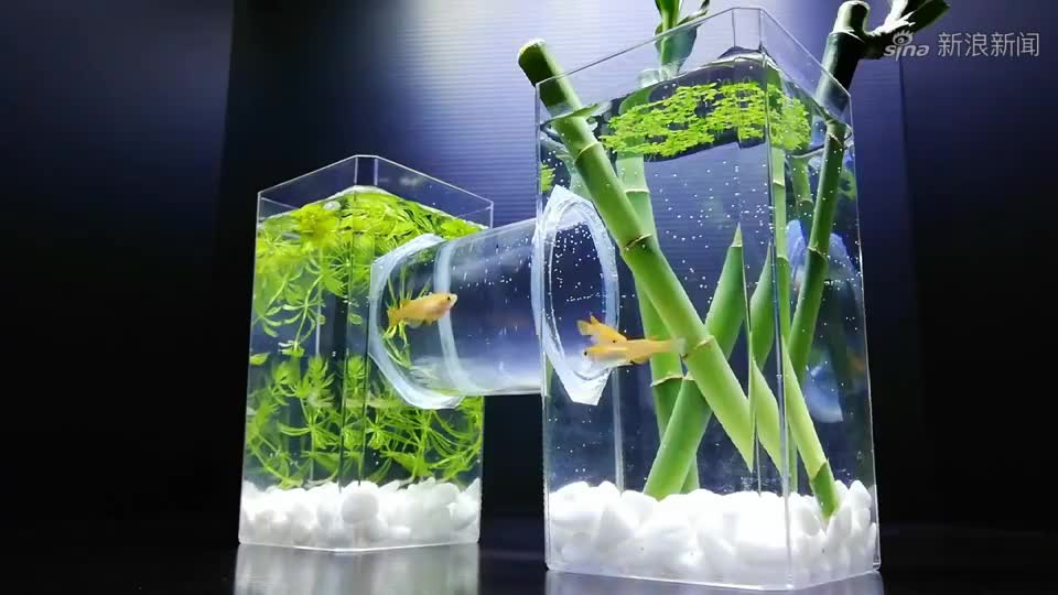 一大一小两个塑料瓶,做一个鱼缸养鱼,还可以给手机降温