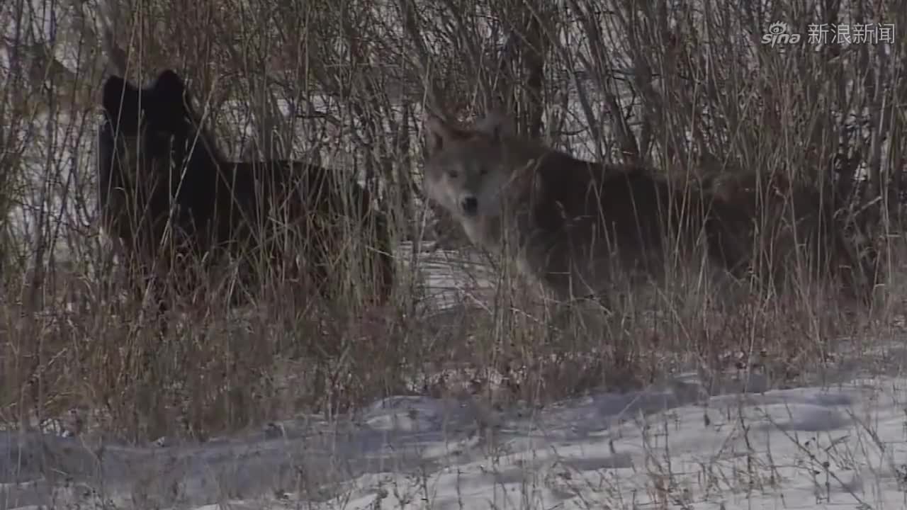 国外农场主狩猎泛滥成灾的郊狼