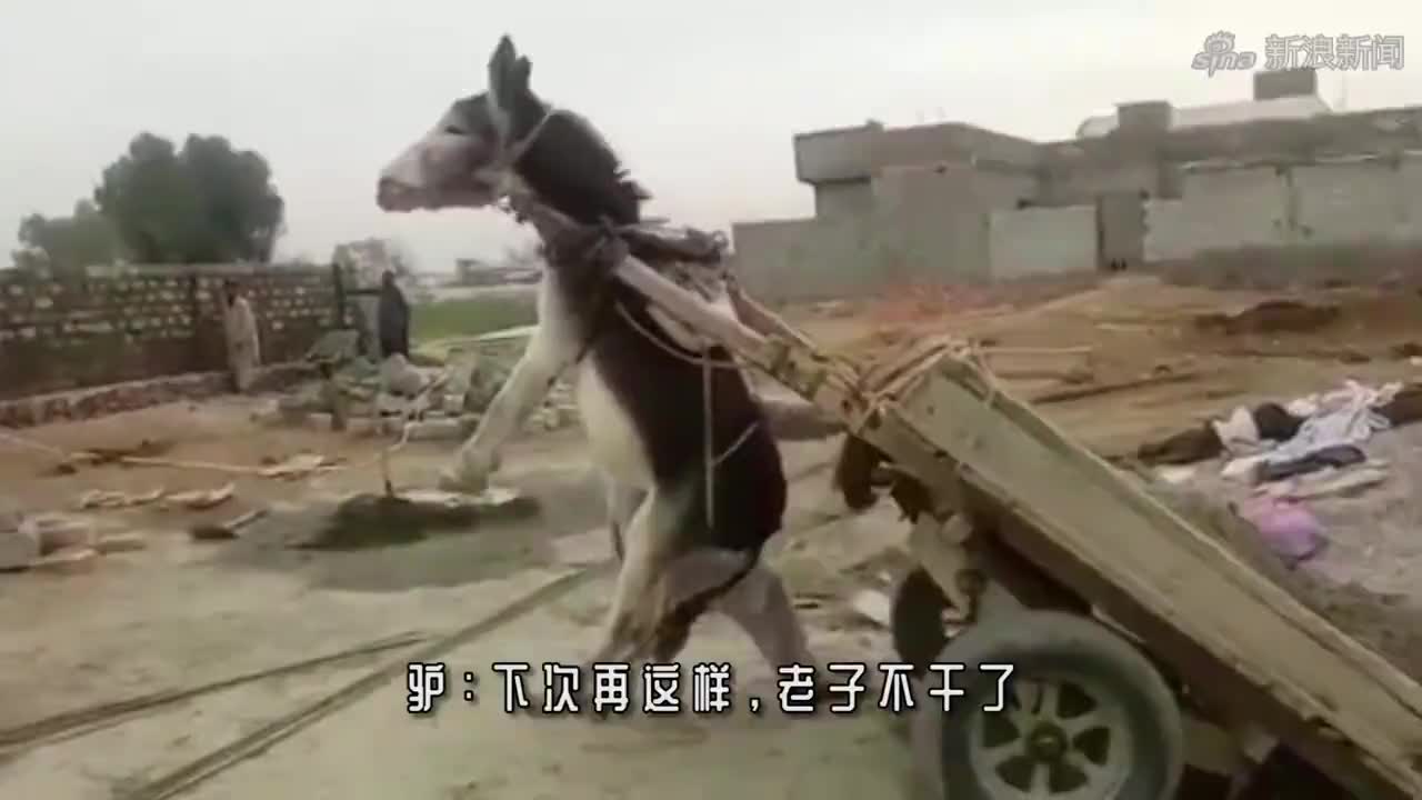 生产队的驴也不敢这么笑