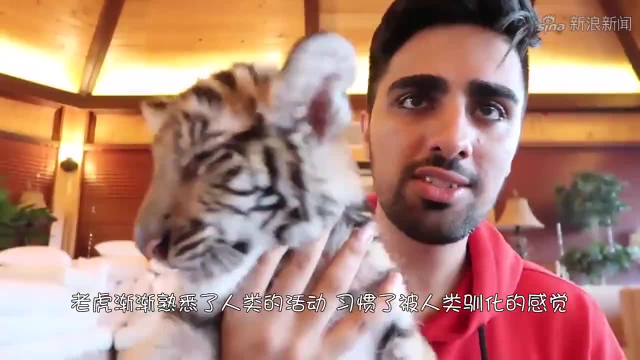 猛虎变"胖虎"老虎:不许拍,我只是胖着玩儿而已!