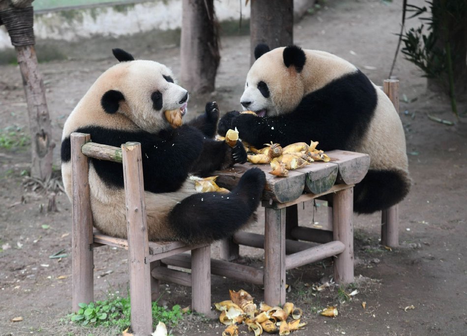 中国极品少妇Xxxx做受