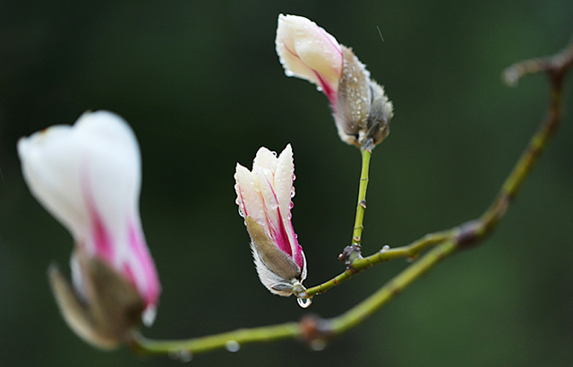 實拍：京城最早盛開的報春玉蘭花
