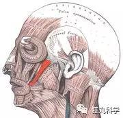 红色的部位为颧大肌