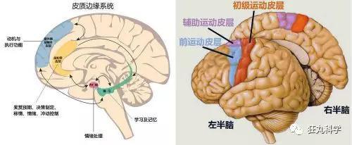 所以在找到了微笑的控制源之后,新的问题出现了,微笑是如何运行的?