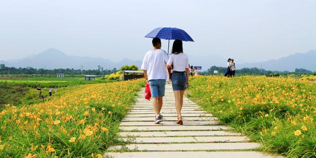 七孔桥千亩花海美翻游人