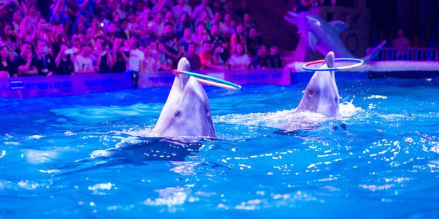 走进浪漫大连，探秘童趣海洋