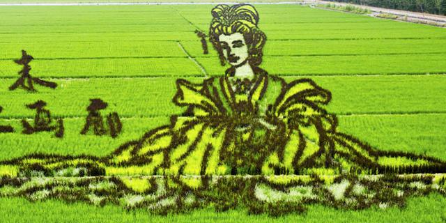 在稻田中“种”出来的艺术品