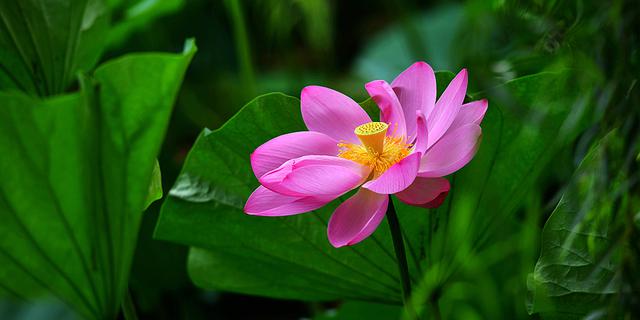 小荷已露尖尖角