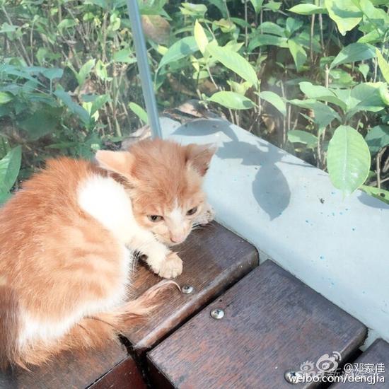 邓家佳爱心爆棚 新戏片场收养流浪猫|邓家佳|猫咪|收养_新浪娱乐_新浪网