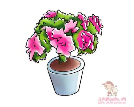 杜鹃花