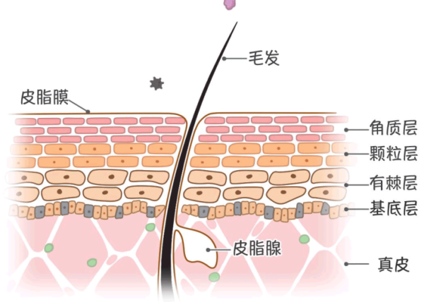 健康的皮肤屏障